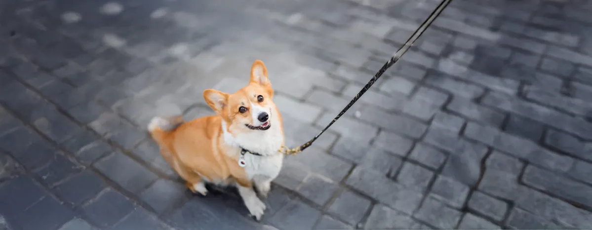 Top 40 Welsh Dog Names You Will Love
