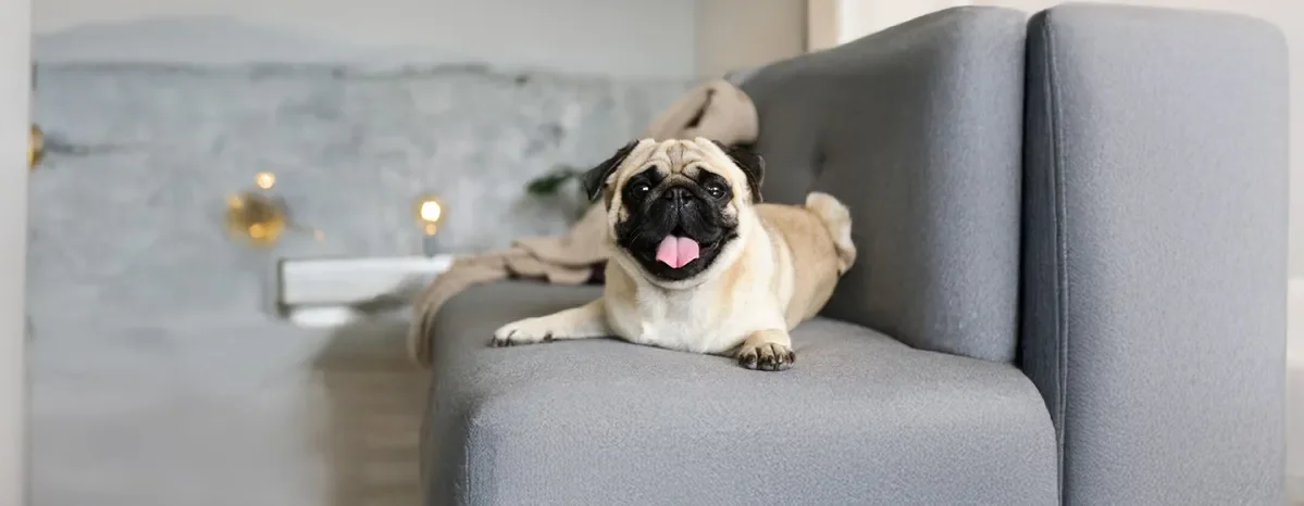 Top 9 Pug Health Problems to Look Out For