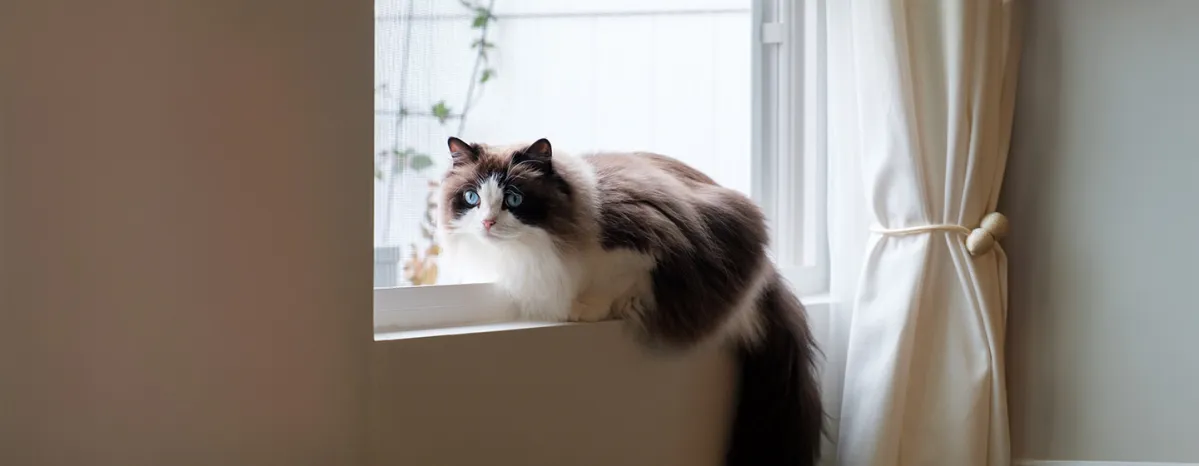 Top bicolour cats