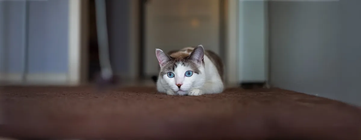 Vestibular Disease in Cats Top Symptoms and Best Treatment