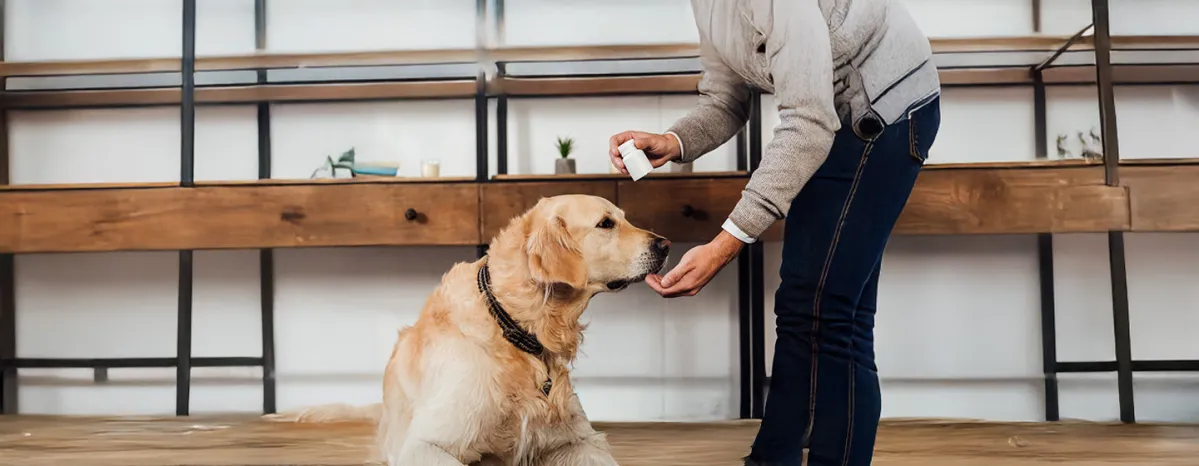 Vitamin B for Dogs
