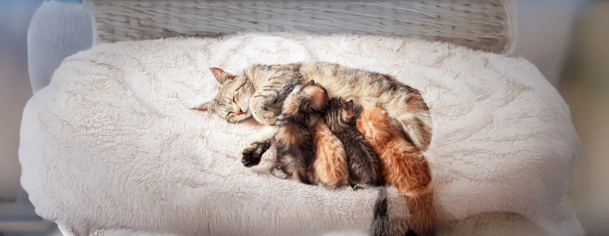 Weaning Kittens The Easy Guide for New Owners