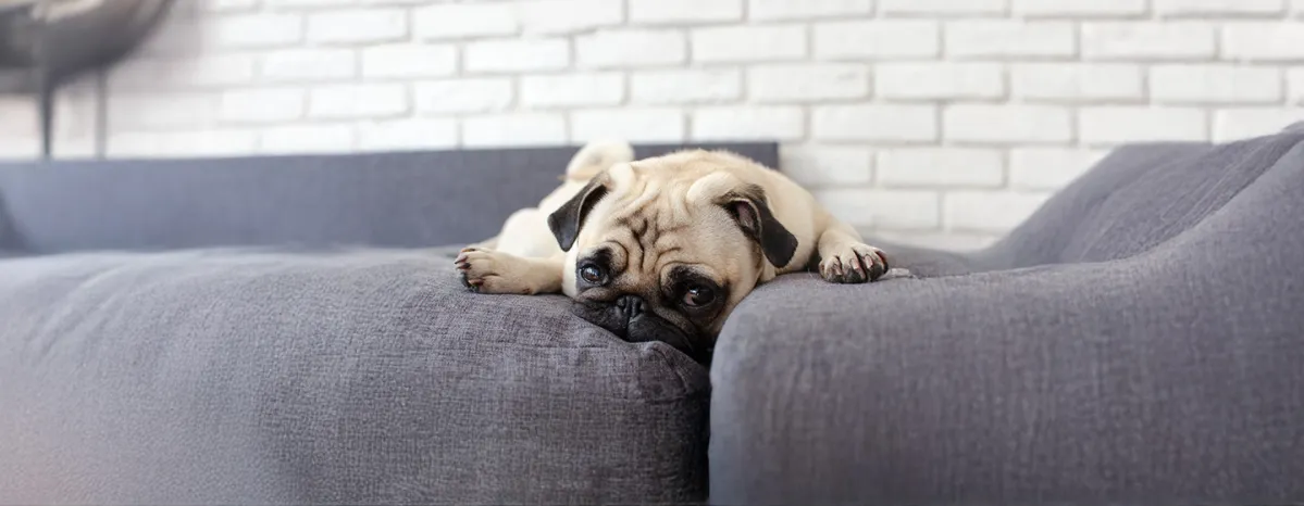 Weepy Eyes in Dogs