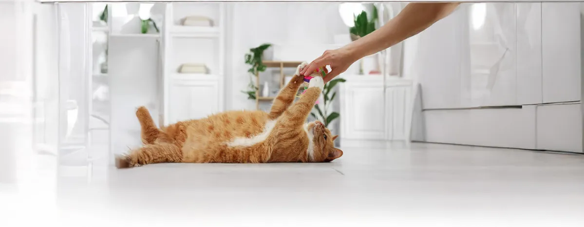 The Most Affectionate and Friendliest Cat Breeds
