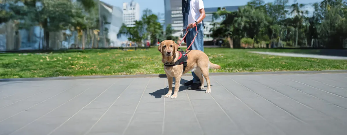 Types of Service Dogs and Their Jobs