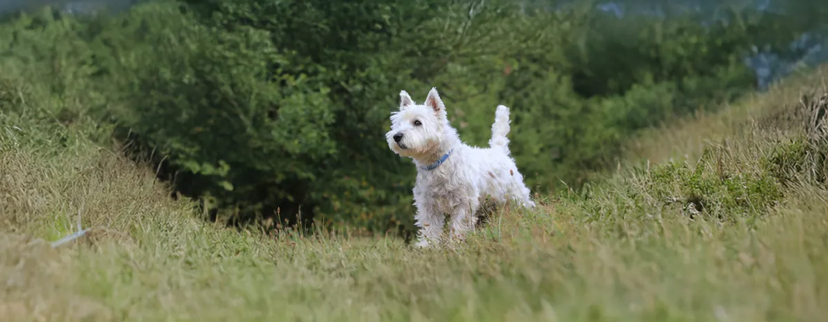 White Dog Names