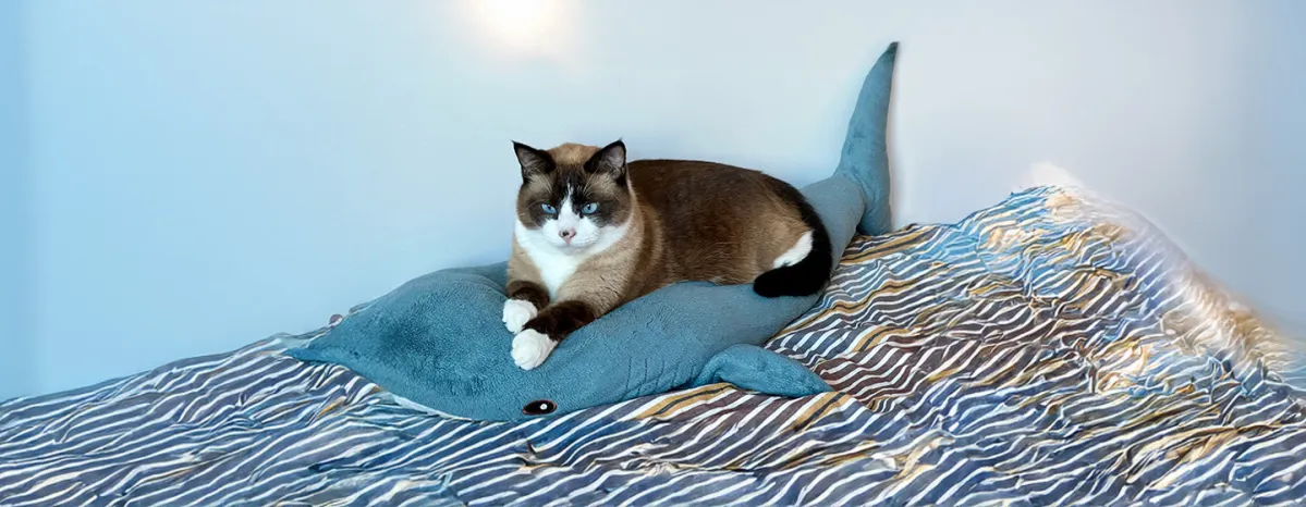 Why Do Cats Knead?