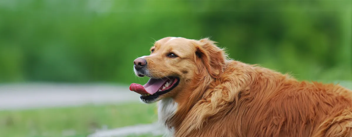 Why do dogs pant
