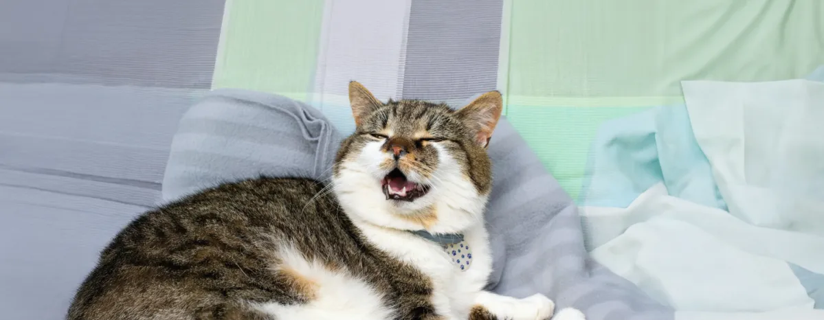 Why is My Cat Coughing