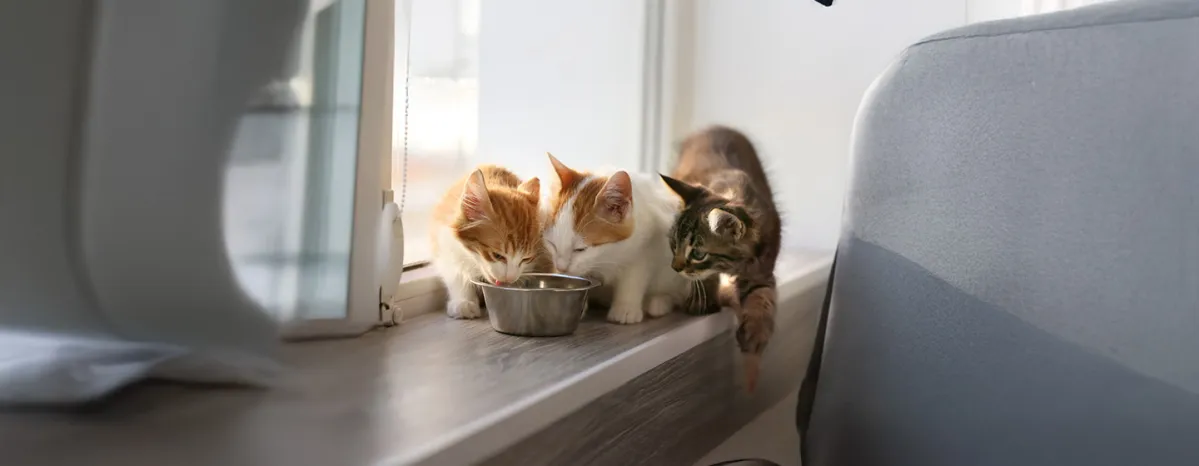 Wet or dry cat food?