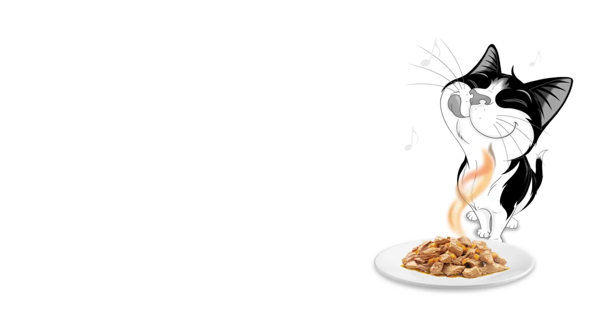 Felix cat enjoying the aroma of wet cat food served on a plate