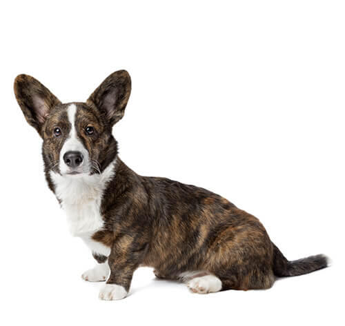 Welsh Corgi (Cardigan) (Medium/long coat)