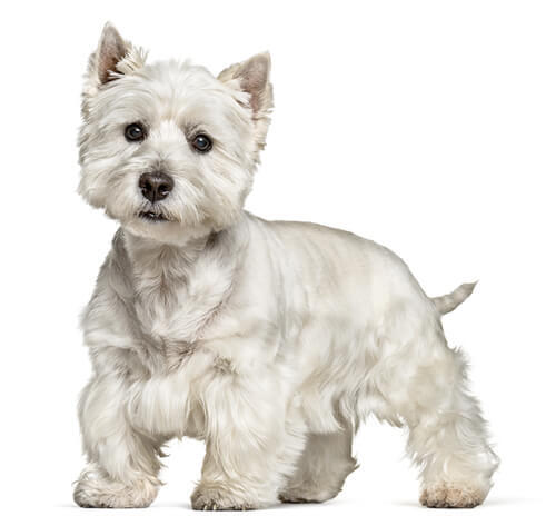 West Highland White Terrier