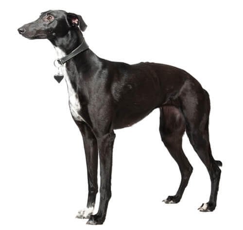 Whippet