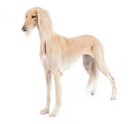 Saluki