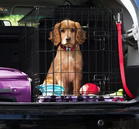 Puppy sitting inside a travel crate in the open trunk beside a purple suitcase