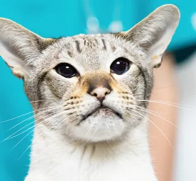 Article Hero urinary health