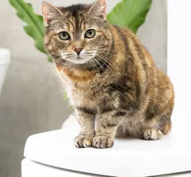 Bathing Cats: Everything You Need to Know