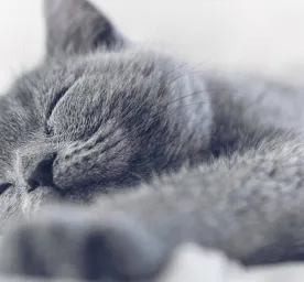 Sleeping Arrangements for a Kitten’s First Night
