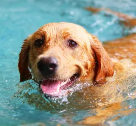 Teaching Dogs and Puppies to Swim: A Guide