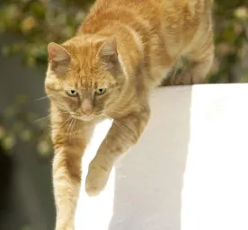 10 ways to encourage cat exercise