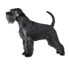 Standard Schnauzer 