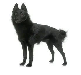Schipperke