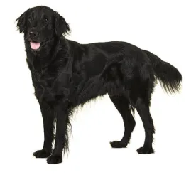 Flatcoated Retriever
