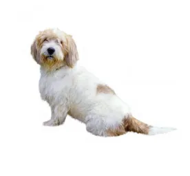 Basset Griffon Vendeen (Petit)