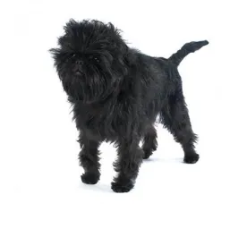 affenpinscher