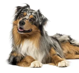 Australian Shepherd Dog