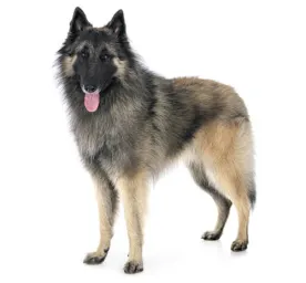 Belgian Shepherd Dog Tervueren