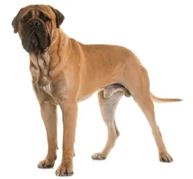Bullmastiff