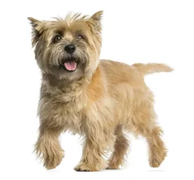Cairn Terrier