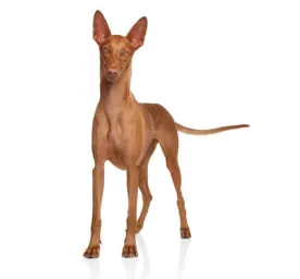 Pharaoh Hound