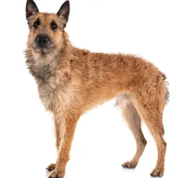 Belgian Shepherd Dog Laekenois