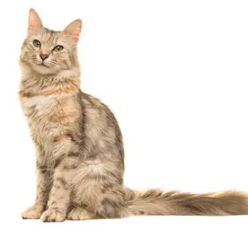 Oriental Long Hair