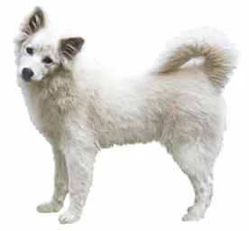 Canadian Eskimo Dog