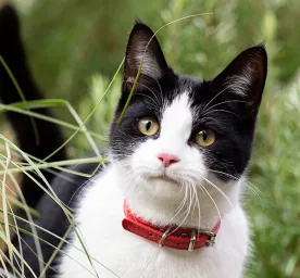 Black‑and‑white cat with a red collar standing among tall green plants