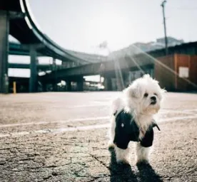 Small white Malshi wearing a jacket standing on sunlit urban pavement