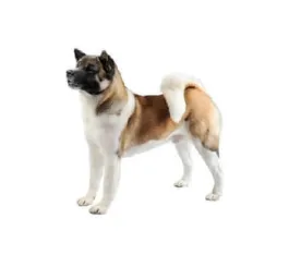 Large tan‑and‑white Akita standing alert with curled tail on white background