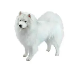 Fluffy white American Eskimo Dog standing and facing forward on white background