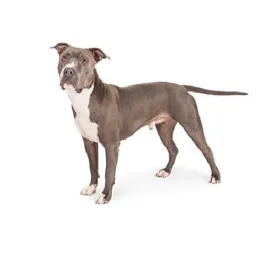Muscular grey American Staffordshire Terrier standing alert on white background