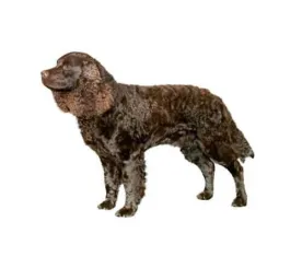 Curly‑coated brown American Water Spaniel standing in profile on white background
