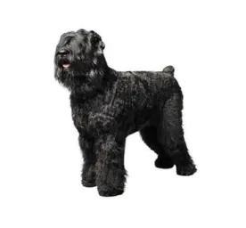 Large black Russian Terrier with dense coat standing alert on white background