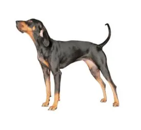 Black and tan Coonhound standing alert with raised tail on white background