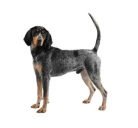 Bluetick Coonhound with mottled blue coat standing alert on white background