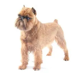 Brussels Griffon standing in profile with a rough reddish‑brown coat on a white background