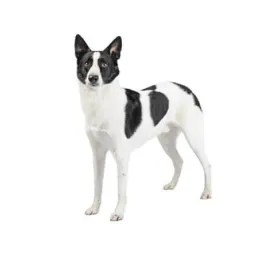 Canaan Dog
