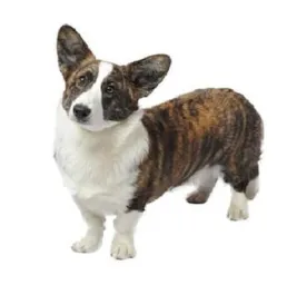 Brindle and white Cardigan Welsh Corgi with upright ears standing on white background